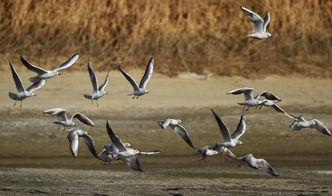 害群之马是什么意思，惊弓之鸟是什么意思二年级课文