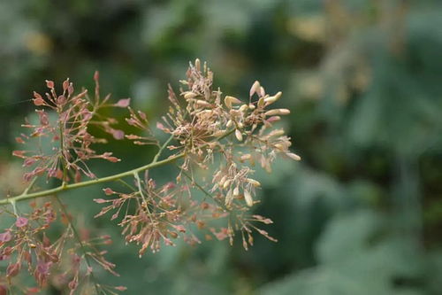 兽用博落回提取物的作用功能用法用量,博落回提取物功效应用说明_百度