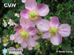 有一种植物叫做”打破碗花花“,为什么呢