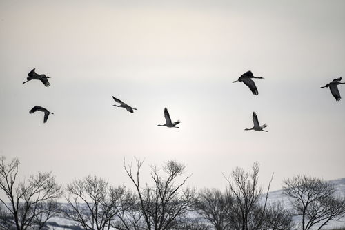 婀娜翩跹读音，嫦娥霓裳舞翩跹读音