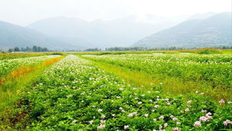 一千亩等于多少平方米