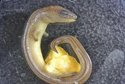 卵生是什么意思，卵生和卵胎生的区别