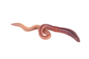 蟋组词2个，蟀组词