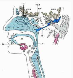 喉咙的意思是什么《春》一文中的，拔挺喉咙的意思