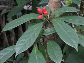 马比木树彝族语言怎么说