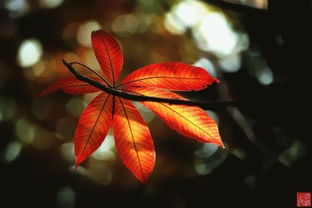 郭媛媛的《一抹红》 歌词