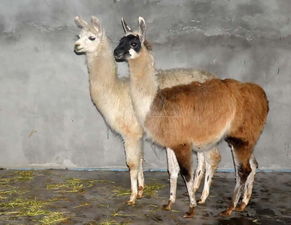 马和羊驼可以杂交吗