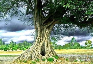 合抱之木生于毫末九层之台起于累土千里之行，合抱之木生于毫末的哲学道理