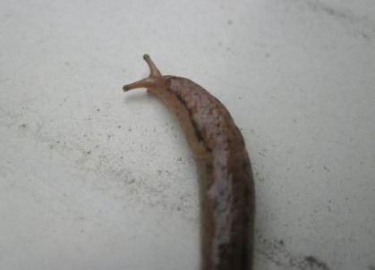 盐蚰怎么全部消灭方法，盐蚰是什么虫子