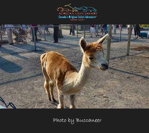 驼马是什么动物，驼马铃石有什么功效