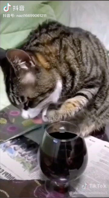 醉猫是什么意思，醉满西楼原唱