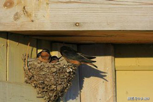 梦见燕子在我家筑巢预示什么，梦见燕子在我家筑巢还有蛋