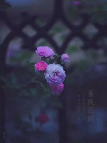 “人生如白驹过隙。”这句话是什么意思?