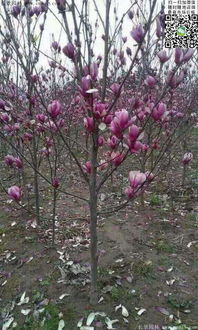 紫玉兰树叶子图片，紫玉兰花树适合种在家里吗