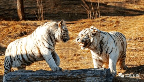 生龙活虎闹新春指什么生肖，生龙活虎的近义词是什么
