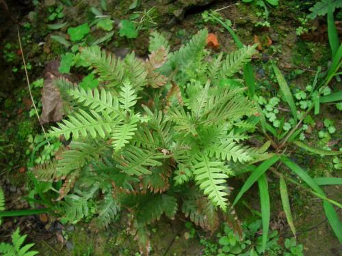 厥逆是什么意思，阳明是什么意思