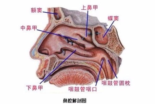 鼻旁窦包括哪四对,各位于何处,开口于什么地方?