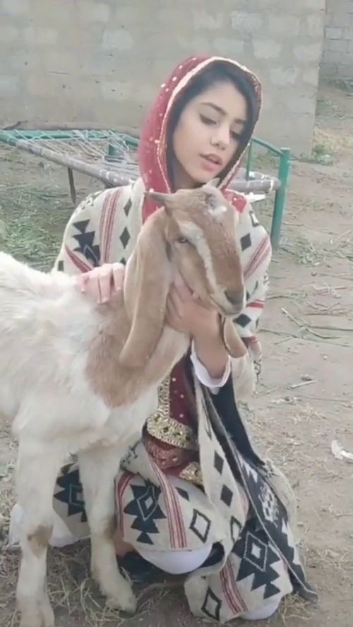 我有一只小羊羔儿歌，我有一只小羊羔葫芦丝伴奏