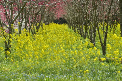 春天是一本会跳舞的书怎么方便，春天是一本会跳的书仿写