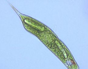 眼虫属于什么生物，眼虫有没有细胞壁