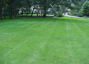 禁止践踏草坪英语，修剪草坪英语