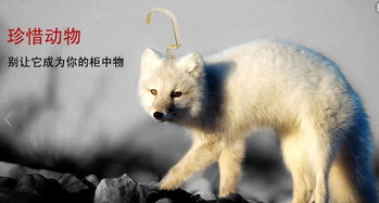 保护野生动物的宣传标语