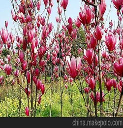 紫玉兰树施什么肥料?