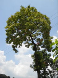 好听的树木名字