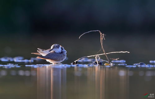 怡然自得是什么意思