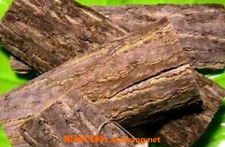 树被烧成空心仍能结果,因为有树皮!树皮的作用是什么?