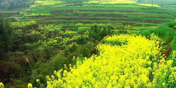 四川翠屏区天气预报，翠屏区天气预报23年5月7号查询