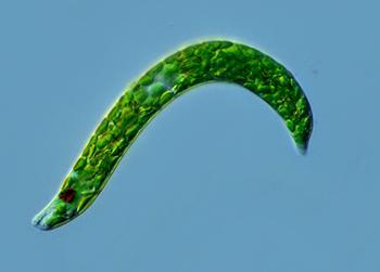 眼虫是单细胞动物吗