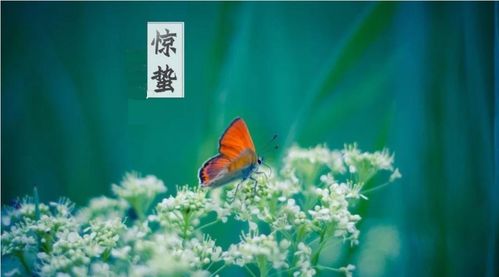 虫声新什么绿窗纱