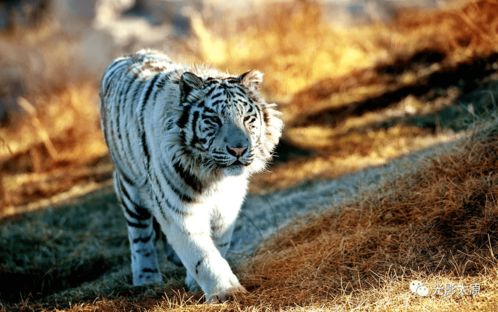 生龙活虎的成语解释