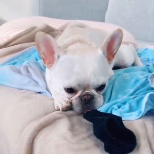 狗的嗅觉灵敏度是人的几倍?