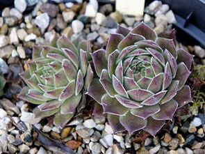 长生草有哪些品种