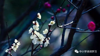 卜算子咏梅宋陆游拼音版，卜算子咏梅宋陆游拼音版图片