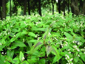 赤胫散图片，赤胫散的功效与作用的功能与主治