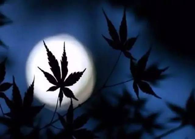 昨风一吹无人会今夜清光似往年的诗意，昨风一吹无人会的意思