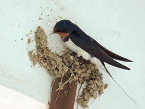 乌鸦筑巢的拼音，筑巢的拼音是什么意思