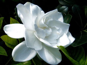 栀子花的花语和象征，栀子花的花语和寓意图片