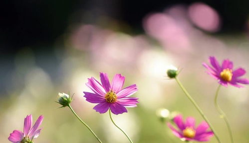 形容杜鹃花很美的句子(36句)