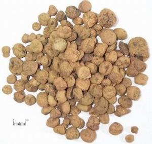 玄胡图片，玄胡索