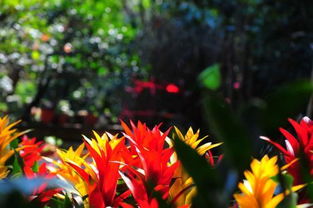 什么什么夺目成语四字词语，什么夺目填空