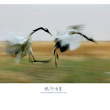 疾风劲草是什么意思?疾风劲草成语造句和典故