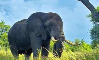 象冢真的存在吗?，象冢课文