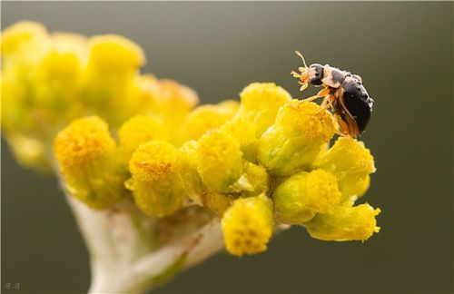 虫声新透绿窗纱的上一句，虫声新透绿窗纱描写了怎样的心情