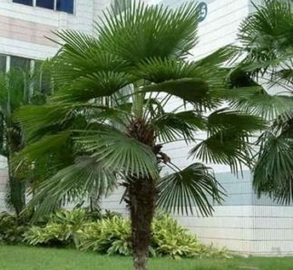 棕树根的功效与作用能打结石吗，棕树根的功效与作用禁忌和副作用