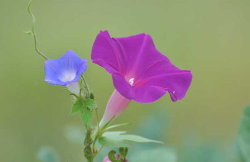 牵牛花的花语
