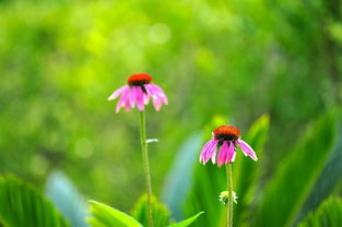 花朵的拼音怎么写的拼，丛林的拼音